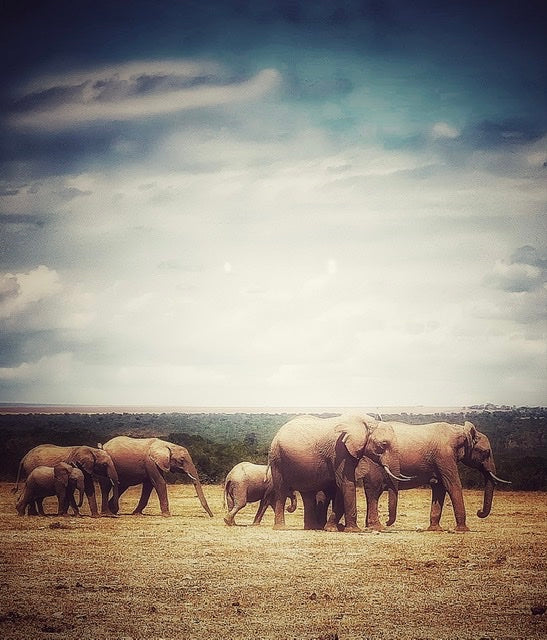 Wild elephant family